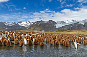 Adult king penguins (Aptenodytes patagonicus) amongst chicks at breeding colony at Gold Harbour, South Georgia Island, Polar Regions