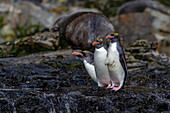 Makkaroni-Pinguine (Eudyptes chrysolophus) klettern die steilen Klippen in der Hercules Bay auf der Insel Südgeorgien hinauf, Polarregionen