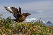 Ausgewachsene subantarktische Raubmöwe (Catharacta antarctica lonnbergi) auf dem Tussac in der Salisbury-Ebene auf der Insel Südgeorgien, Polargebiete