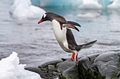 Adult gentoo penguins (Pygoscelis papua), returning and coming from the sea at Booth Island, Antarctica, Southern Ocean, Polar Regions