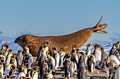 Adult bull southern elephant seal (Mirounga leonina) stretching amongst king penguins at Gold Harbour, South Georgia, Polar Regions