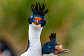 Imperial Shag (Phalacrocorax atriceps), pair exhibiting courtship behavior on New Island in the Falkland Islands, South America