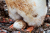 Ausgewachsener Eselspinguin (Pygoscelis papua), auf Eiern in Port Lockroy, Antarktis, Südpolarmeer, Polargebiete