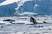 Packeis Typ B Schwertwale (Orcinus orca), die eine Leopardenrobbe (Hydrurga leptonyx) auf einer Eisscholle in der Antarktis finden, Polargebiete