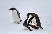 Ausgewachsener Eselspinguin (Pygoscelis papua) bei der Paarung auf Booth Island, Antarktis, Südpolarmeer, Polarregionen