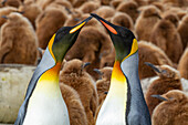 Adult king penguin (Aptenodytes patagonicus) amongst chicks at breeding colony at Gold Harbour, South Georgia Island, Polar Regions