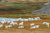 A small group of reindeer (Rangifer tarandus) near the abandoned whaling station in Stromness Bay, South Georgia, Polar Regions