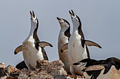 Zügelpinguine (Pygoscelis antarctica), ekstatisches Schauspiel in der Brutkolonie auf Half Moon Island, Antarktis, Polargebiete