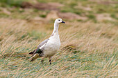 Ausgewachsene männliche Magellangans (Hochlandgans) (Chloephaga picta), auf New Island auf den Falklandinseln, Südatlantik, Südamerika