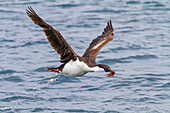 Antarctic shag (Phalacrocorax atriceps bransfieldensis), in flight with nesting material in its beak at Jougla Point, Antarctica, Polar Regions