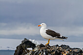 Adult kelp gull (Larus dominicanus), nesting on lichen covered rocks on Half Moon Island in Antarctica, Southern Ocean, Polar Regions