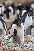 Adeliepinguin (Pygoscelis adeliae), füttert Küken in der Brutkolonie auf Brown Bluff, Antarktische Halbinsel, Antarktis, Polargebiete