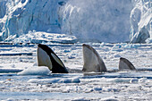 Packeis Typ B Schwertwale (Orcinus orca), die eine Leopardenrobbe (Hydrurga leptonyx) auf einer Eisscholle in der Antarktis finden, Polargebiete