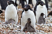 Adelie penguin (Pygoscelis adeliae), with chicks at breeding colony at Brown Bluff, Antarctic Peninsula, Antarctica, Polar Regions