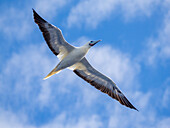 An adult red-footed booby (Sula sula), in its white color morph plumage in flight over the ocean in Palau, Micronesia, Pacific