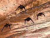 Microbats constitute the suborder Microchiroptera, found in a sandstone crevice on Bigge Island, Kimberley, Western Australia, Australia, Pacific