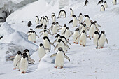 Adeliepinguine (Pygoscelis adeliae), in der Brutkolonie am Brown Bluff auf der Ostseite der Antarktischen Halbinsel, Antarktis, Polargebiete