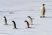 A lone adult emperor penguin (Aptenodytes forsteri), with four adult Adelie penguins (Pygoscelis adeliae), Antarctica, Polar Regions