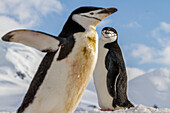 Ausgewachsener Zügelpinguin (Pygoscelis antarctica), Brutkolonie auf Half Moon Island, Antarktis, Südliches Meer, Polargebiete