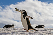 Ausgewachsener Zügelpinguin (Pygoscelis antarctica), trägt einen Stein im Schnabel in der Brutkolonie auf der Half Moon Insel, Antarktis, Polarregionen