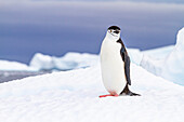 Zügelpinguin (Pygoscelis antarctica), in der Brutkolonie auf Half Moon Island, Antarktis, Südlicher Ozean, Polargebiete