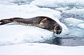 Ausgewachsener Seeleopard (Hydrurga leptonyx), auf einer Eisscholle in der Dorian Bay nahe der Antarktischen Halbinsel, Südlicher Ozean, Polargebiete