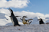 Zügelpinguine (Pygoscelis antarctica), ekstatische Zurschaustellung in der Brutkolonie auf Half Moon Island, Antarktis, Polarregionen