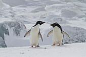 Adeliepinguine (Pygoscelis adeliae), im Schneesturm bei der Brutkolonie am Brown Bluff, Antarktische Halbinsel, Antarktis, Polargebiete