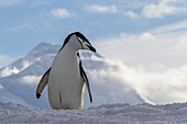 Ausgewachsener Zügelpinguin (Pygoscelis antarctica), in der Brutkolonie auf der Halbmondinsel, Antarktis, Polargebiete