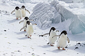 Adeliepinguine (Pygoscelis adeliae), in der Brutkolonie auf Brown Bluff an der Ostseite der Antarktischen Halbinsel, Antarktis, Polargebiete