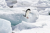 Adeliepinguin (Pygoscelis adeliae), in der Brutkolonie bei Brown Bluff auf der Ostseite der Antarktischen Halbinsel, Antarktis, Polargebiete