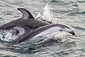 Eine Gruppe von Pazifischen Weißseitendelfinen (Lagenorhynchus obliquidens) springt und taucht in der Johnstone Strait auf, British Columbia, Kanada, Nordamerika