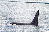 Ein erwachsener Schwertwal (Orcinus orca) taucht in der Johnstone Strait auf, British Columbia, Kanada, Pazifischer Ozean, Nordamerika