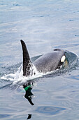 Ein erwachsener Schwertwal (Orcinus orca) taucht in der Johnstone Strait auf, British Columbia, Kanada, Pazifischer Ozean, Nordamerika