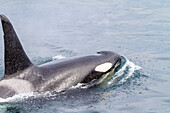 Ein ausgewachsener Schwertwal (Orcinus orca) taucht in der Johnstone Strait auf, British Columbia, Kanada, Pazifischer Ozean, Nordamerika