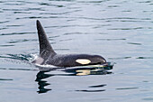 Ein erwachsener Schwertwal (Orcinus orca) taucht in der Johnstone Strait auf, British Columbia, Kanada, Pazifischer Ozean, Nordamerika