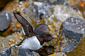 Adult dovekie (Little Auk) (Alle alle) at their breeding site amongst scree slopes at Rubini Rock, Tikhaya Bay, Hooker Island, Franz Josef Land, Russia, Arctic Ocean, Eurasia