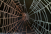 A spider web in the early morning mist, Prince Rupert, British Columbia, Canada, North America