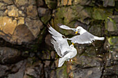 Adult black-legged kittiwake (Rissa tridactyla) in aerial combat against another kittiwake near Alexander Island, Russia, Eurasia