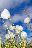 A large stand of Arctic cotton (Eriophorum callitrix) in Franz Josef Land, Russia, Arctic Ocean, Eurasia