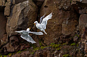 Adult black-legged kittiwake (Rissa tridactyla) in combat with a second kittiwake near Alexander Island, Franz Josef Land, Russia, Arctic Ocean, Eurasia