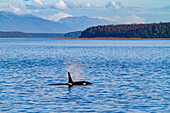 Ausgewachsener Schwertwal (Orcinus orca) taucht im Glacier Bay National Park auf, Südost-Alaska, Vereinigte Staaten von Amerika, Pazifischer Ozean, Nordamerika