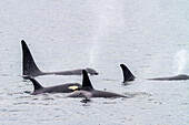 Eine Gruppe von Schwertwalen (Orcinus orca) taucht in der Chatham Strait auf, Südost-Alaska, Vereinigte Staaten von Amerika, Pazifischer Ozean, Nordamerika