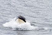 Junger Schwertwal (Orcinus orca) mit Kopfsprung in der Chatham Strait, Südost-Alaska, Vereinigte Staaten von Amerika, Pazifischer Ozean, Nordamerika