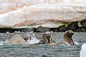 Neugieriges Walross (Odobenus rosmarus rosmarus) nahe der Apollo-Insel im Franz-Josef-Land, Russland, Arktischer Ozean, Eurasien