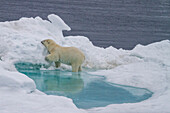 Adult female polar bear (Ursus maritimus) walking on multi-year ice floes in Franz Josef Land, Russia, Arctic Ocean, Eurasia