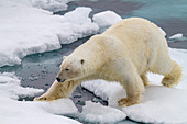 Adult male polar bear (Ursus maritimus) on multi-year ice floes in Franz Josef Land, Russia, Arctic Ocean, Eurasia