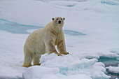 Adult male polar bear (Ursus maritimus) on multi-year ice floes in Franz Josef Land, Russia, Arctic Ocean, Eurasia