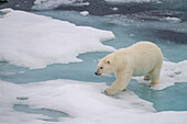 Adult female polar bear (Ursus maritimus) walking on multi-year ice floes in Franz Josef Land, Russia, Arctic Ocean, Eurasia