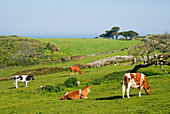 Cattle, Herm island, Bailiwick of Guernsey, British Crown dependency, English Channel, Europe